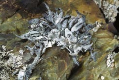 lichen 10 thumbnail graphic