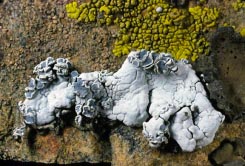 lichen 1 thumbnail graphic
