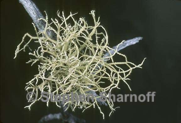 usnea 5 graphic