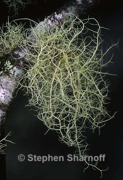 usnea 1208.37 graphic