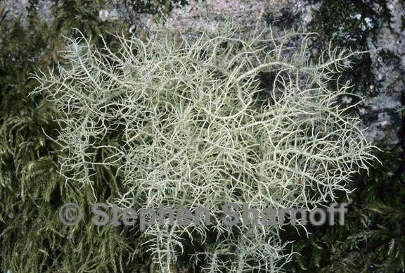 usnea 6 graphic