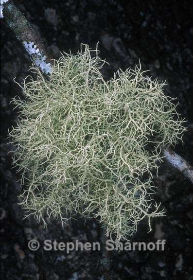 usnea subfloridana cfr graphic