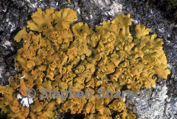 xanthomendoza 3 graphic