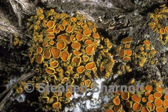 Xanthomendoza montana image