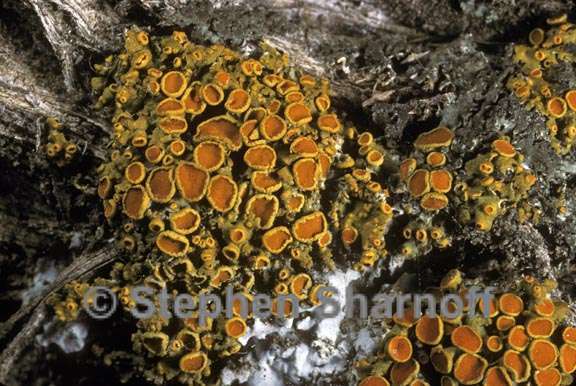 xanthomendoza montana graphic