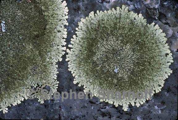 xanthoparmelia 8 graphic