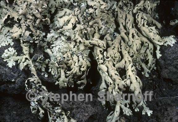 xanthoparmelia 10 graphic