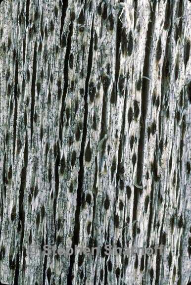xylographa paralella 1 graphic
