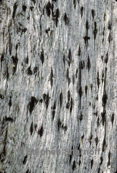 xylographa opegraphella 2 graphic