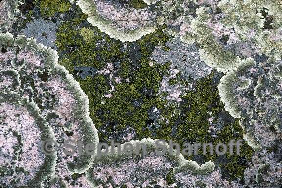 mixed lichens 17 graphic