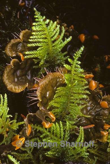 fern peltigera graphic