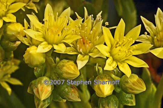 aeoneum simsii graphic