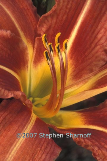 day lily graphic