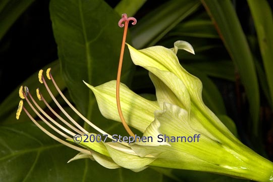 hippeastrum calyptratum graphic