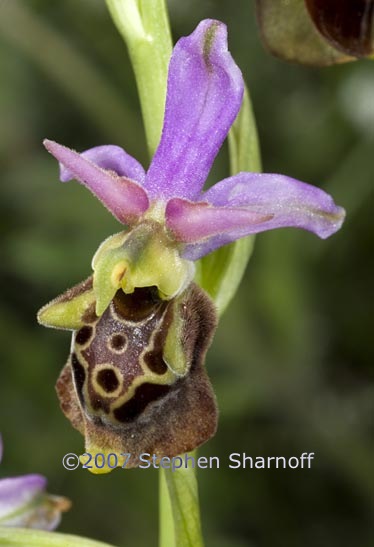 ophrys fuciflora graphic