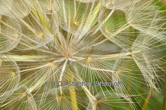 dandelion graphic