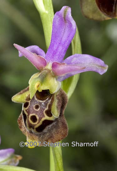 ophrys scolopax graphic