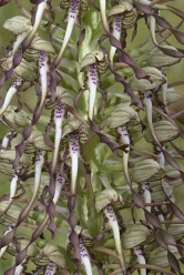 himantoglossum hircinum 2 thumbnail graphic