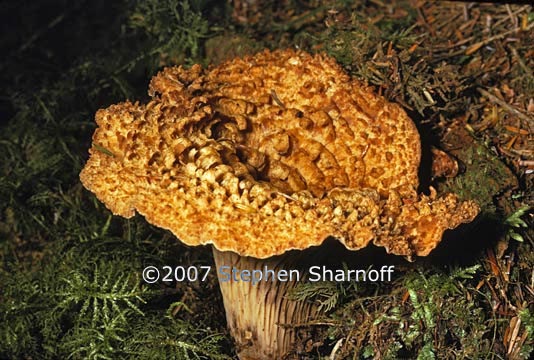 brown mushrooms 1 graphic