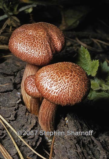 Brown mushroom 2