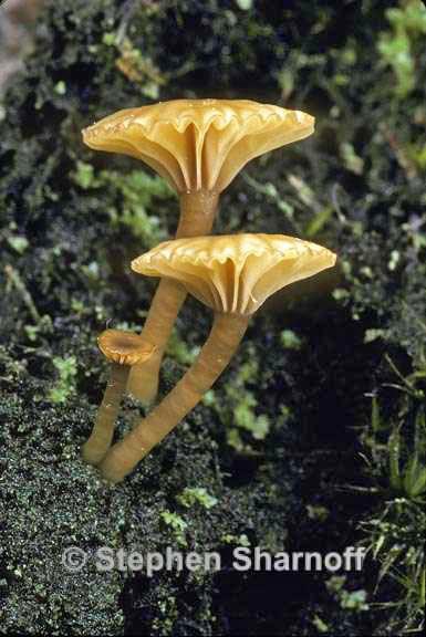 lichenomphalia umbellifera 2 graphic
