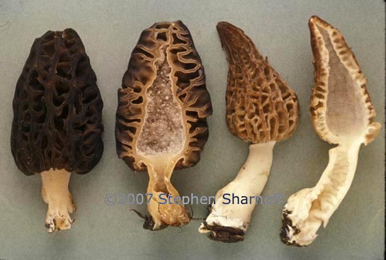 morel sectioned graphic