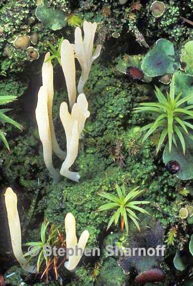 multiclavula corynoides 2 graphic