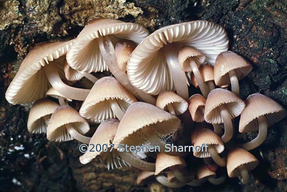 mushroom cluster graphic