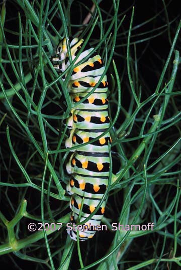 anise swallowtail caterpillar graphic
