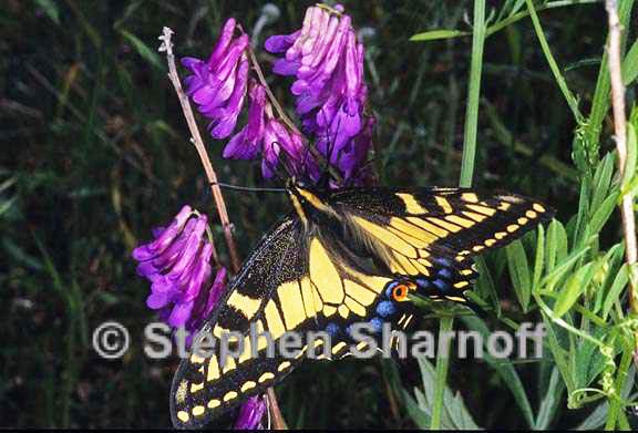 anise swallowtail 1 graphic