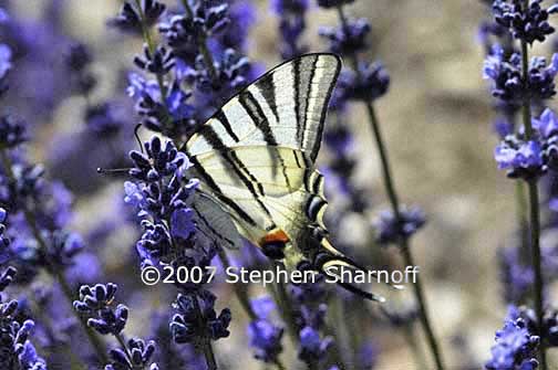 butterfly lavender graphic