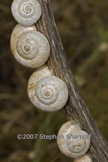 cernuella virgata 9 graphic