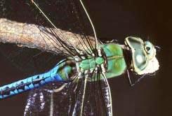 damselfly 3