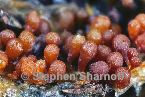 orange sporangia 1a graphic