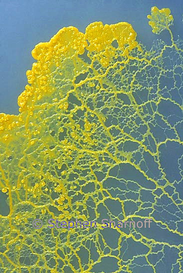 physarum 6 graphic