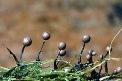 brown sporangia 3 thumbnail graphic