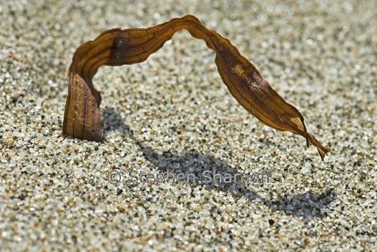 seaweed sand graphic