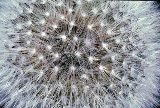 dandelion 10 graphic