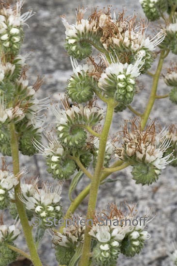 phacelia egena graphic