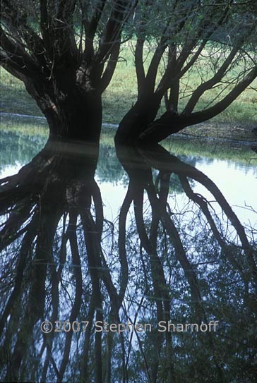 tree reflection seine river graphic
