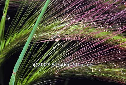 wet grass 1 graphic
