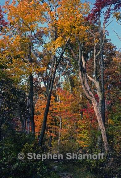 fall colors 5 graphic