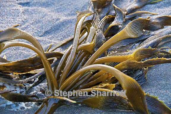 kelp on beach 7 graphic