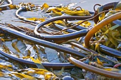kelp on beach 9 thumbnail graphic