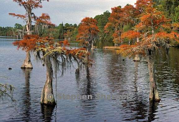 cypress swamp 2 graphic