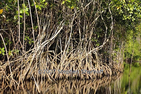 mangroves 2 graphic