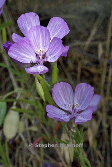 ãClarkia dudleyanaãçåçæå°çµæ