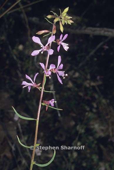 ãClarkia heterandraãçåçæå°çµæ