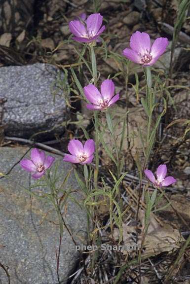 ãClarkia lassenensisãçåçæå°çµæ