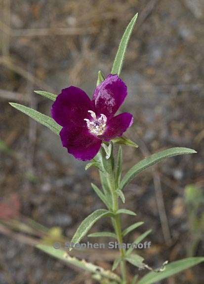 ãClarkia purpureaãçåçæå°çµæ